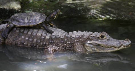 a-turtle-catches-a-ride-on-the-back-of-an-alligator-in-panamas-summit-zoo